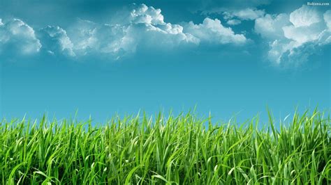 grass background images|grass wallpaper for laptop.